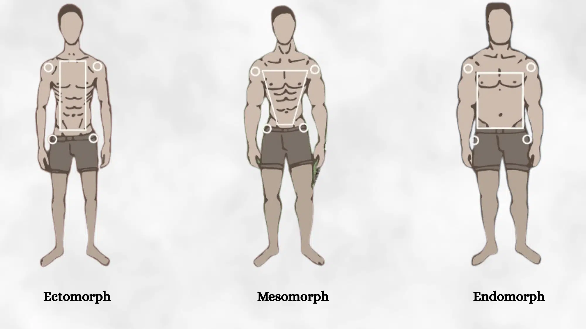 the 3 athletic body types