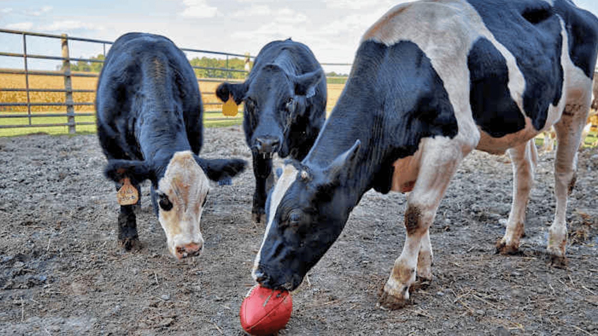 cows playing with football american football facts about american football