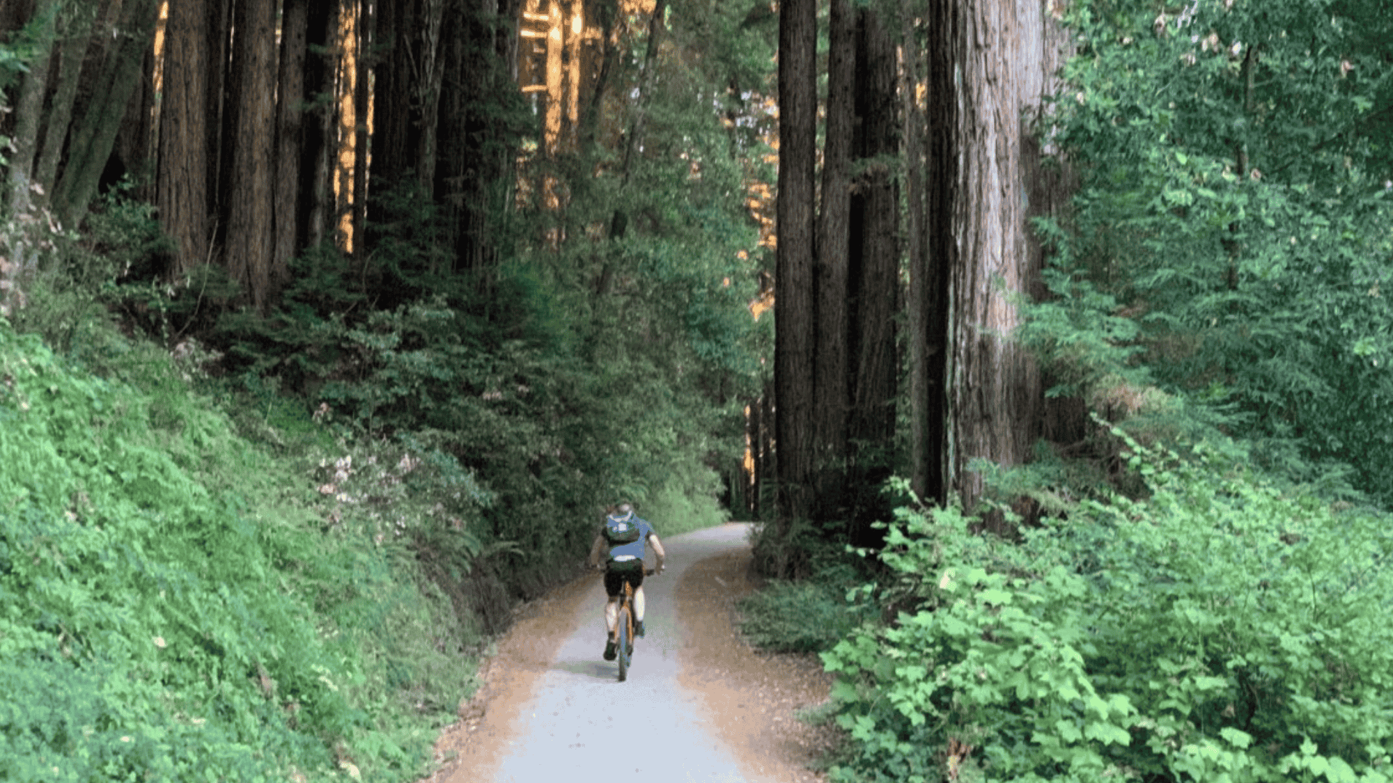biker riding on forest path in california santa cruz trails with tall trees and green plants