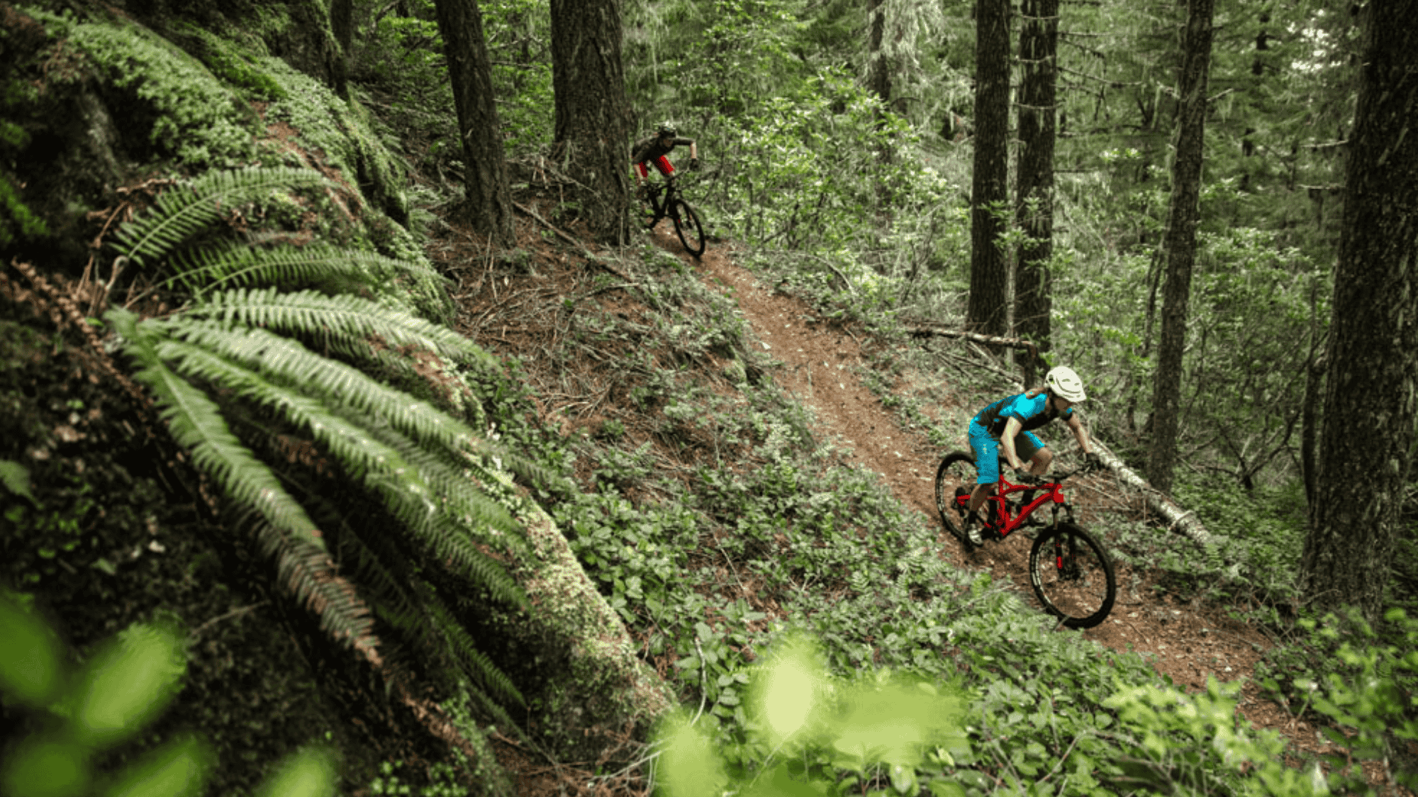 bikers riding on forest trail in oregon oakridge trails with trees green plants and narrow dirt path