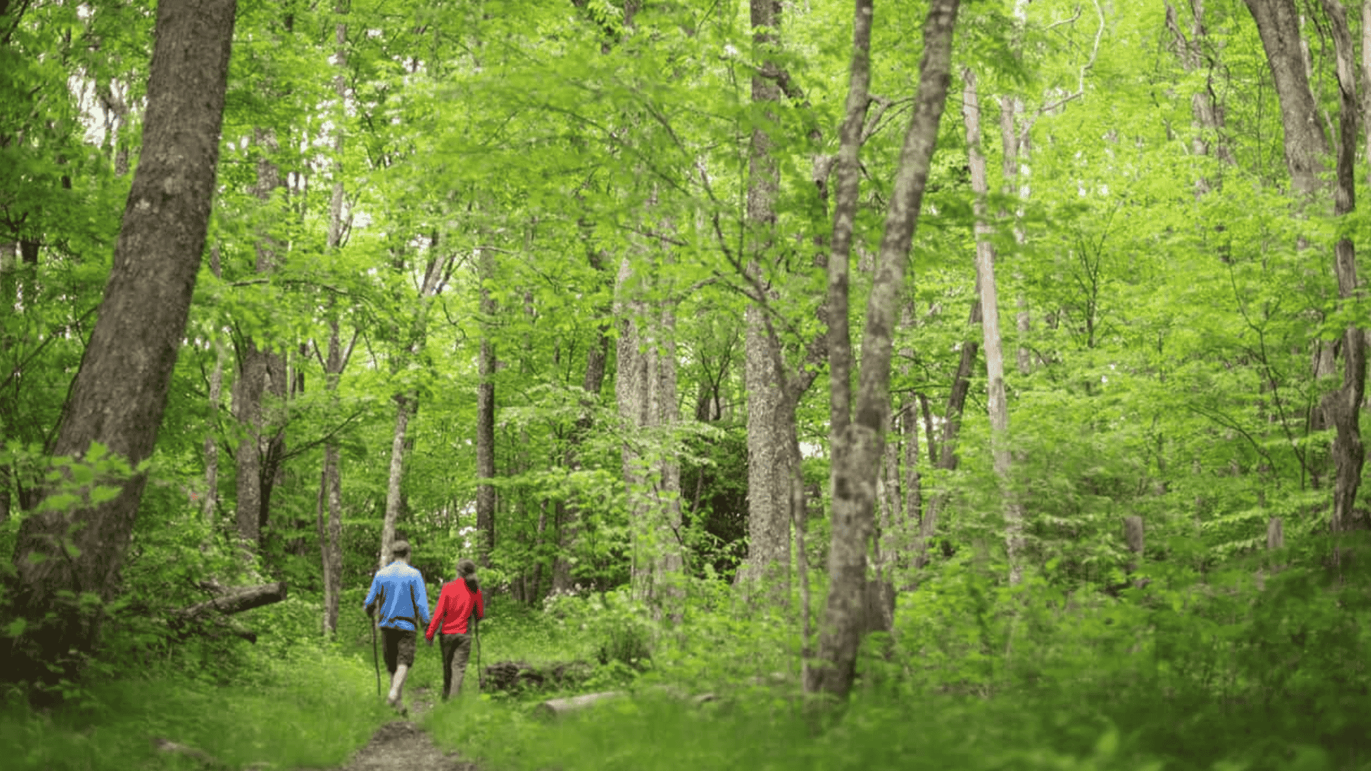 people walking on forest trail in north carolina pisgah national forest surrounded by green trees