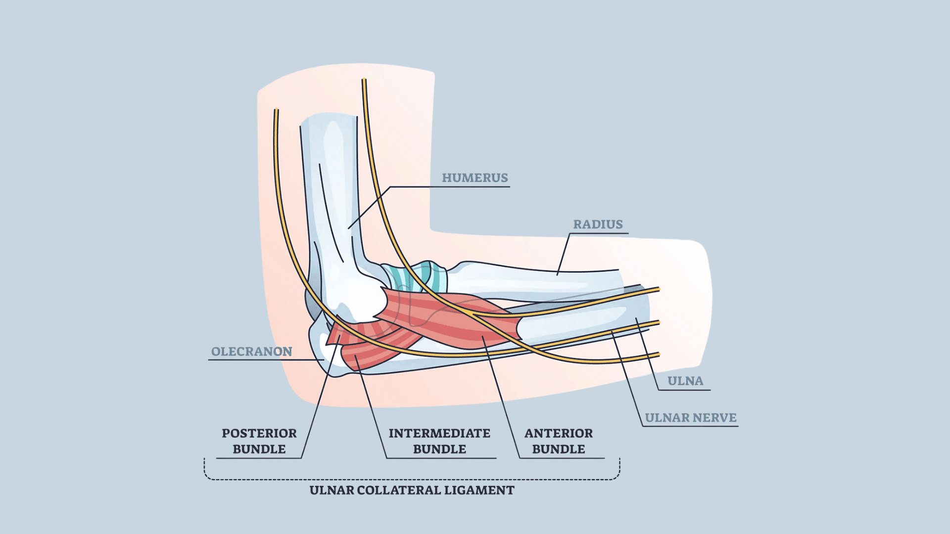 diagram showing ulnar collateral ligament anatomy in the elbow with labeled bones nerves and ligament sections