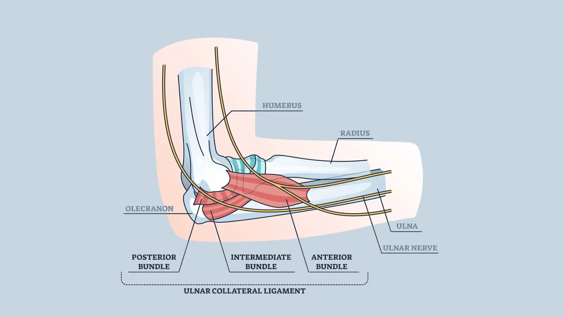 diagram showing ulnar collateral ligament anatomy in the elbow with labeled bones nerves and ligament sections